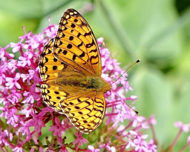 dark green fritillary